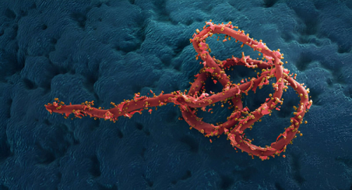 Ebola Bundibugyo in Congo: record di morti e vaccino assente